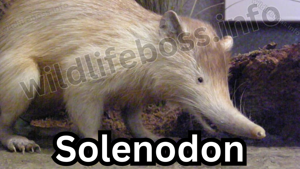 Solenodon