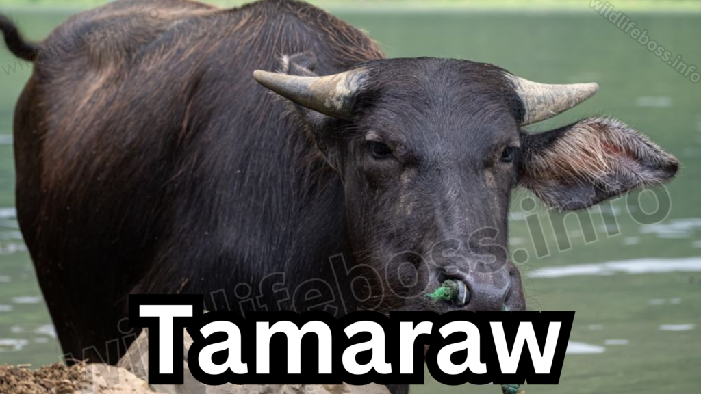 Tamaraw