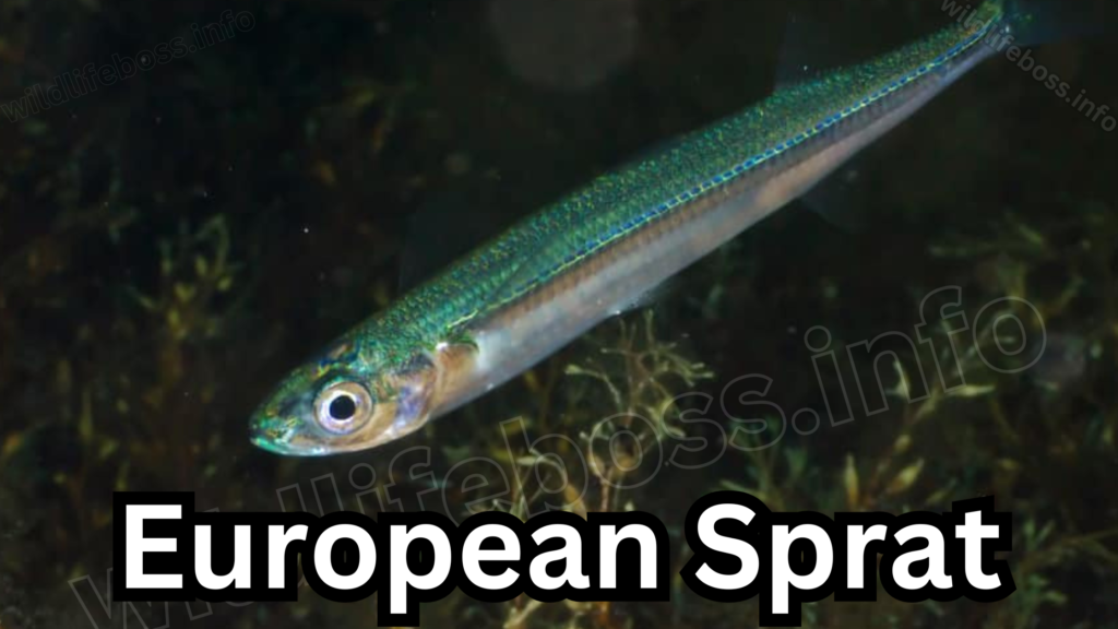 European Sprat