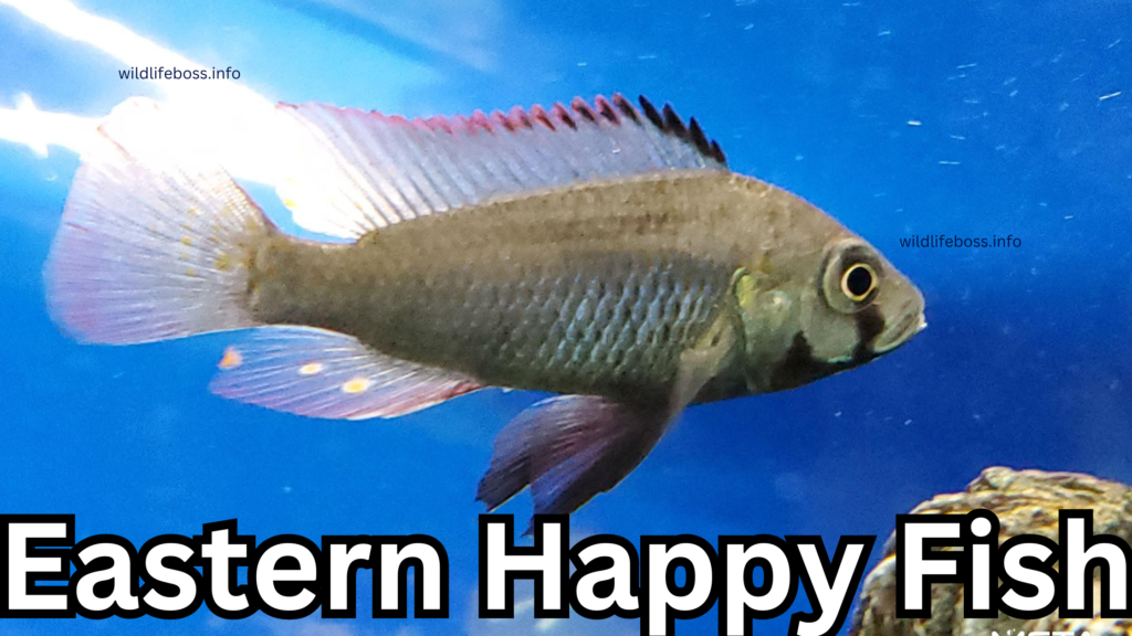 Eastern Happy Fish