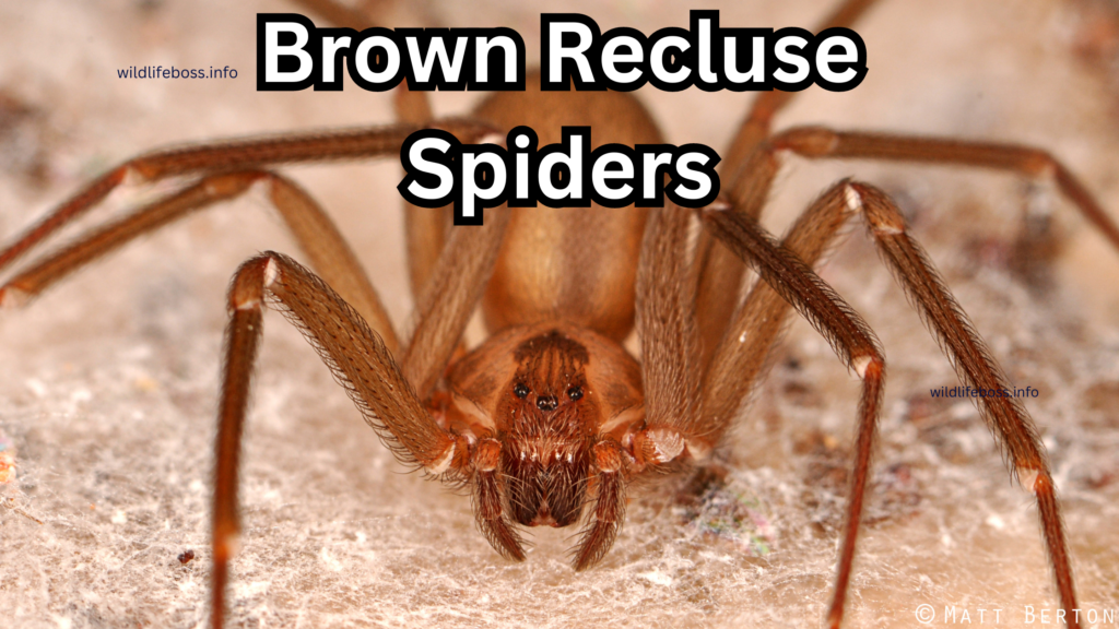 Brown Recluse Spiders