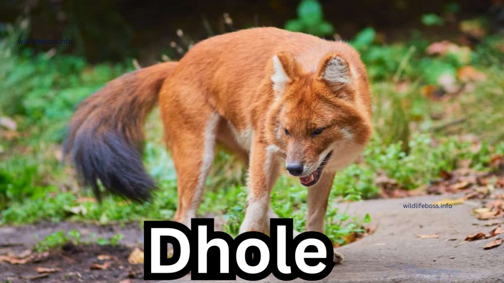 Dhole