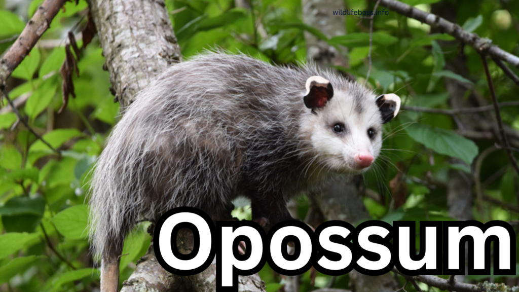 Opossum