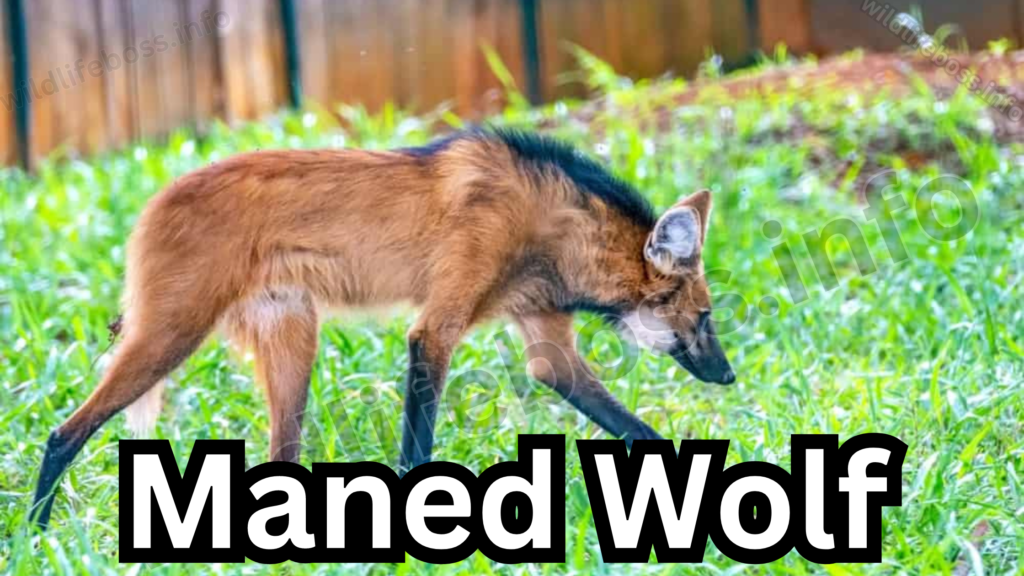 Maned Wolf similer to the animals like coyotes