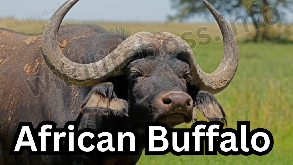 African Buffalo 