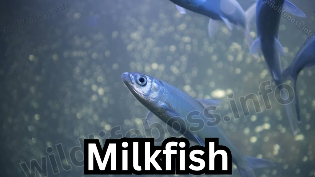 Milkfish