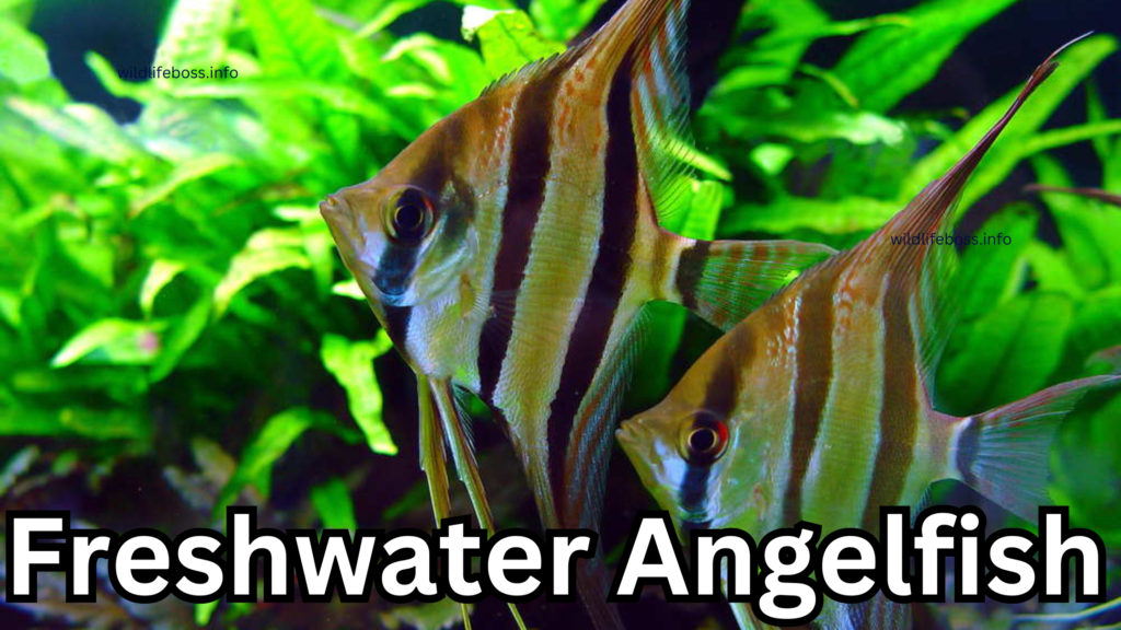 Freshwater Angelfish