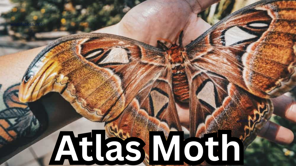 Atlas Moth