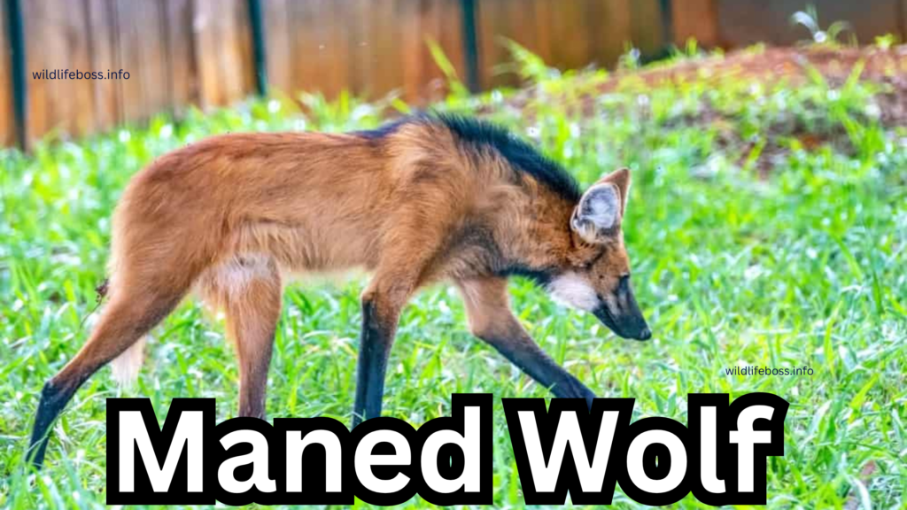 Maned Wolf