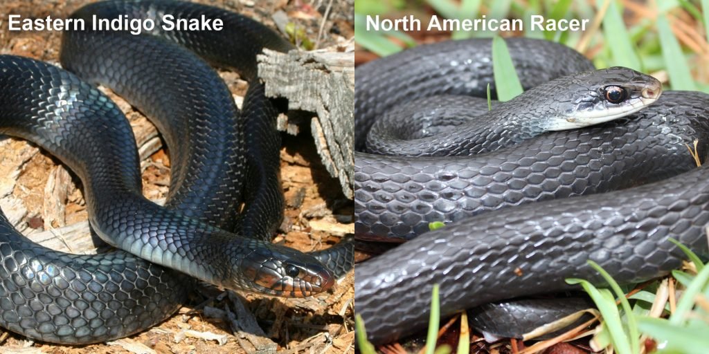  Racer Snake from Puerto Rico