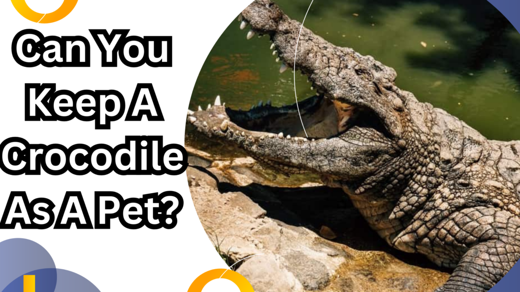 Can You Keep A Crocodile As A Pet?