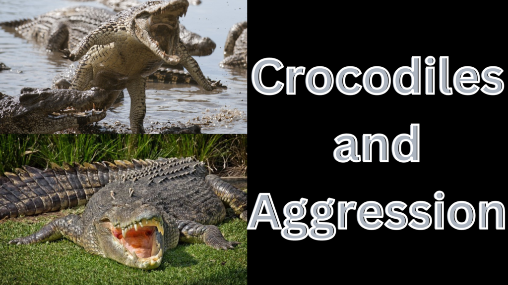 Crocodiles and Aggression