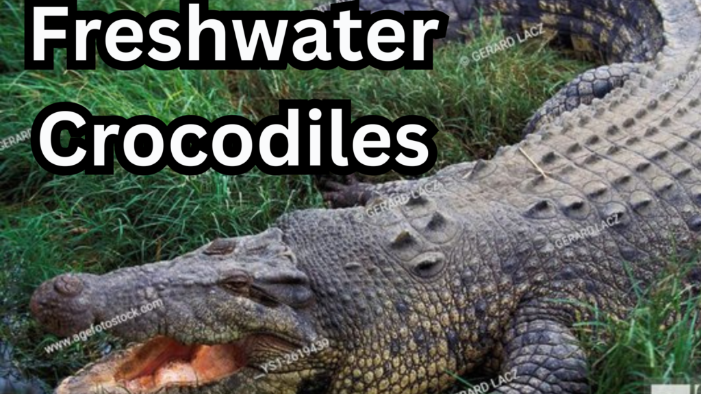 Freshwater Crocodiles