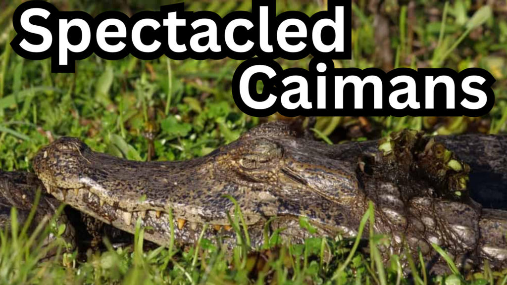 Spectacled Caimans