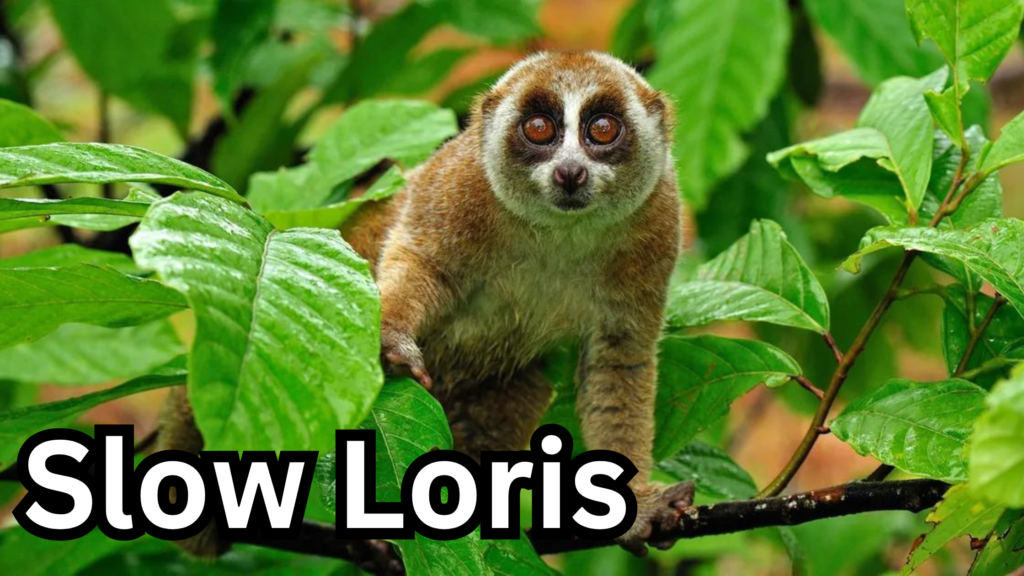 Slow Loris