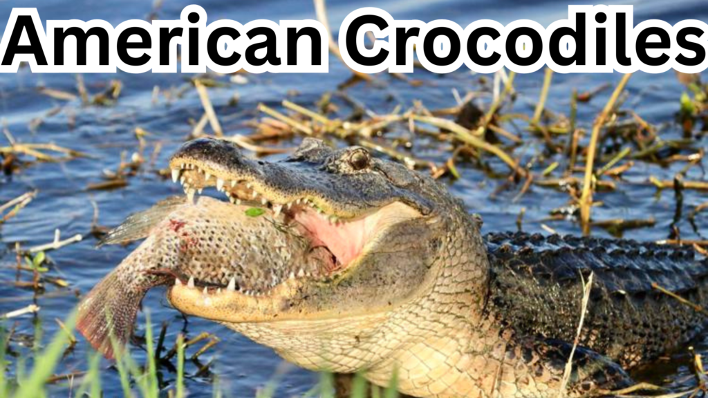 American Crocodiles