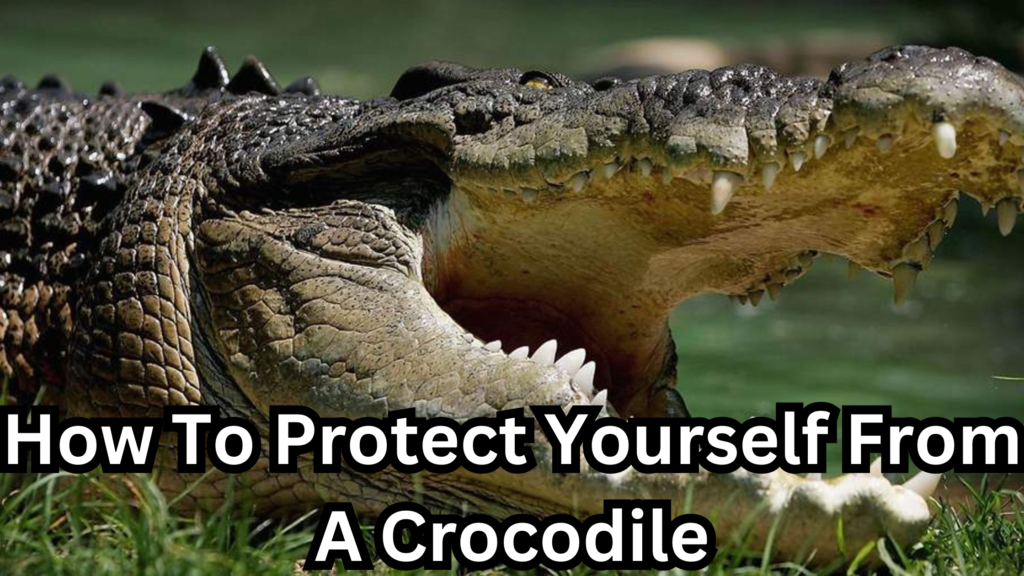 How To Protect Yourself From A Crocodile