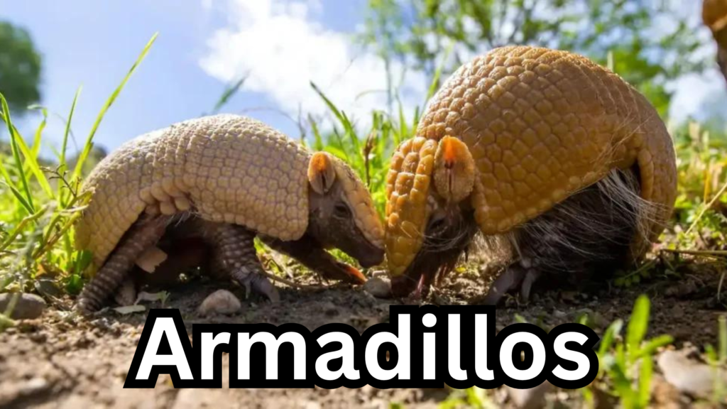 Armadillos