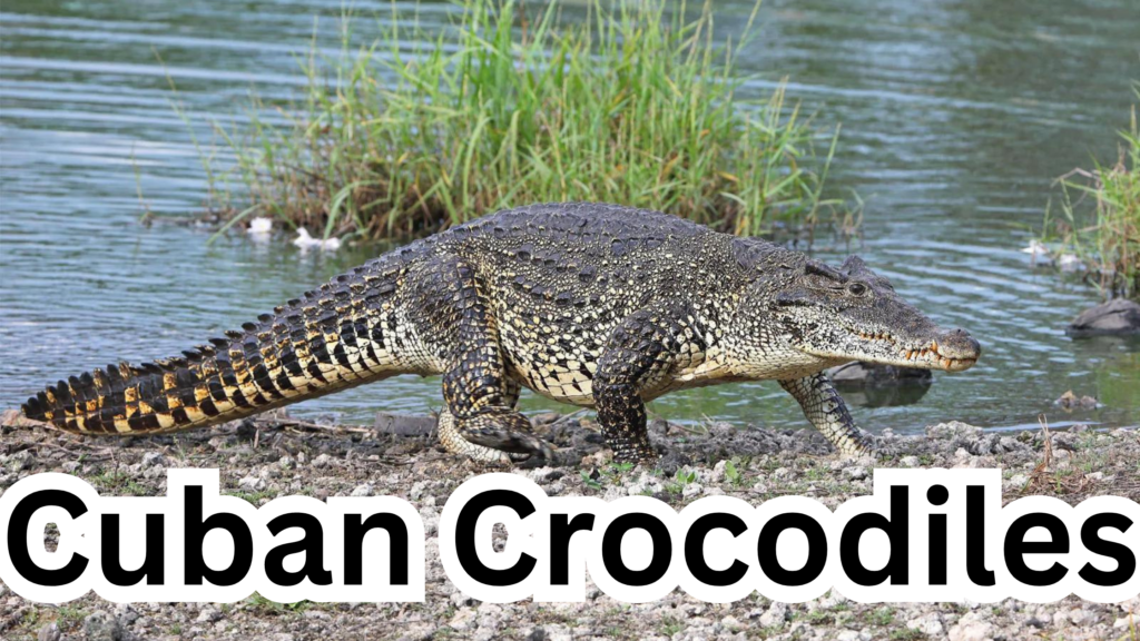 Cuban Crocodiles feel pain like other crocodiles