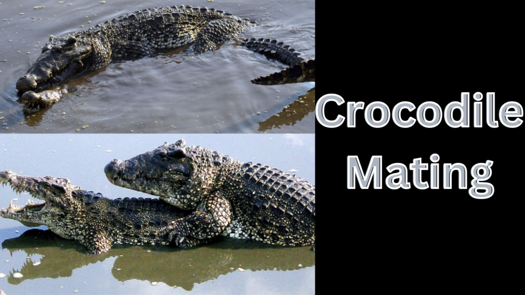 Crocodile Mating