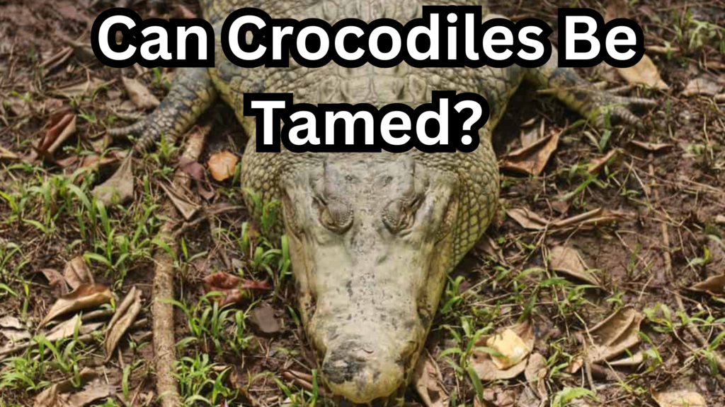 Can Crocodiles Be Tamed?