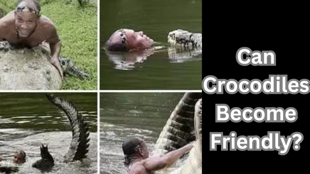 Can Crocodiles Become Friendly?