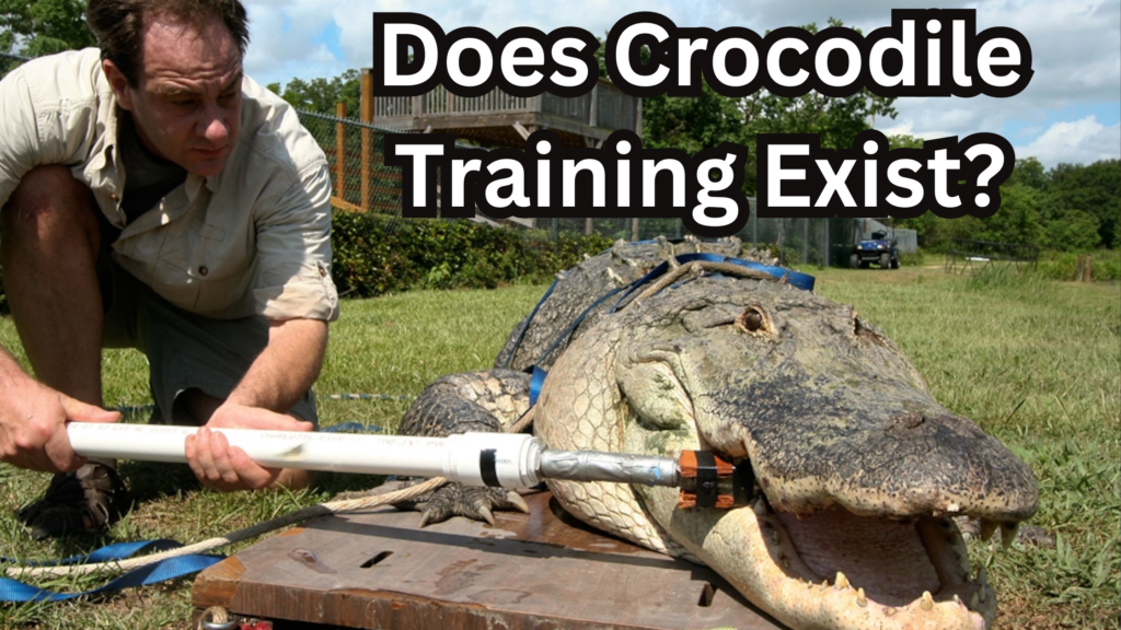 Does Crocodile Training Exist?