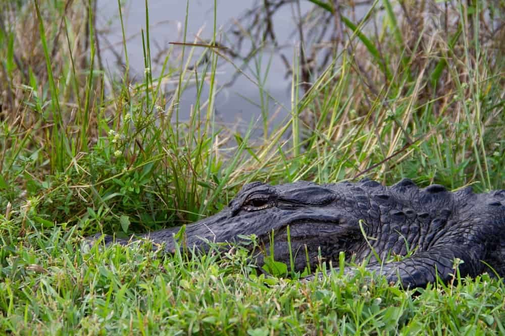 american alligator hiding in grass