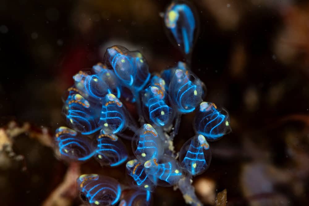 blue bell sea squirts