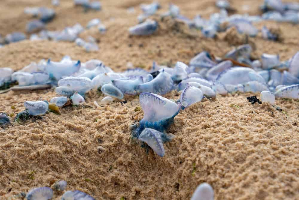 bluebottle jellyfish washed ashore