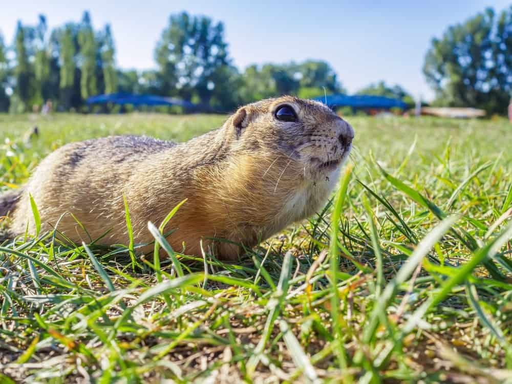 gopher in grassy meadow