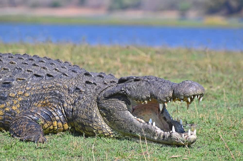 nile-crocodile-laying-on-grass