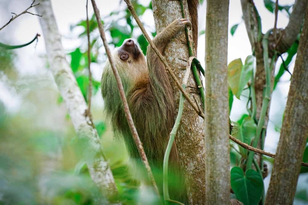 sloth-climbing-tree