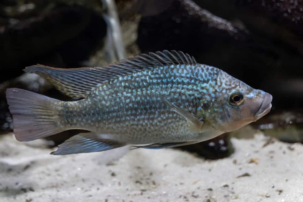 tanganyika tilapia