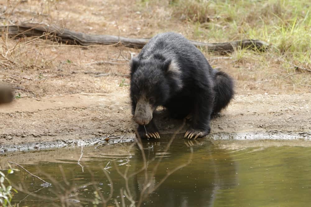 wild sloth bear sri lanka