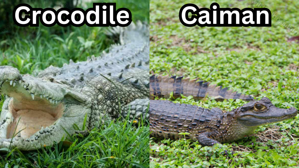 Difference Between A Caiman And A Crocodile