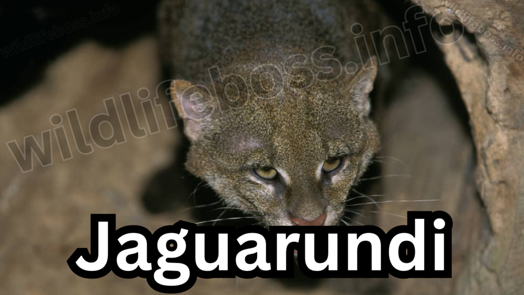 Jaguarundi