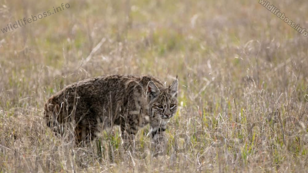 Bobcat have tail