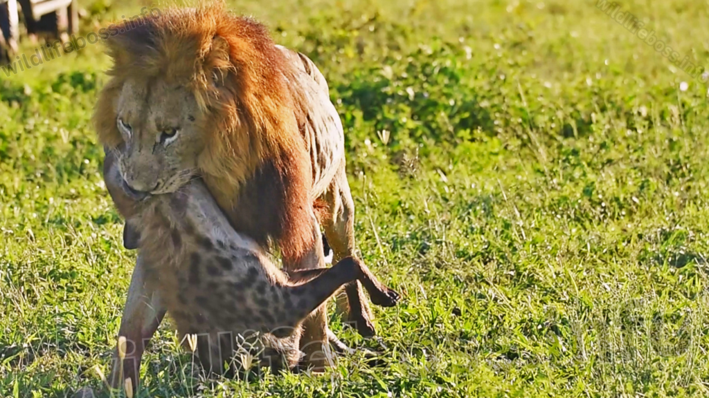 Lions Eat Hyenas