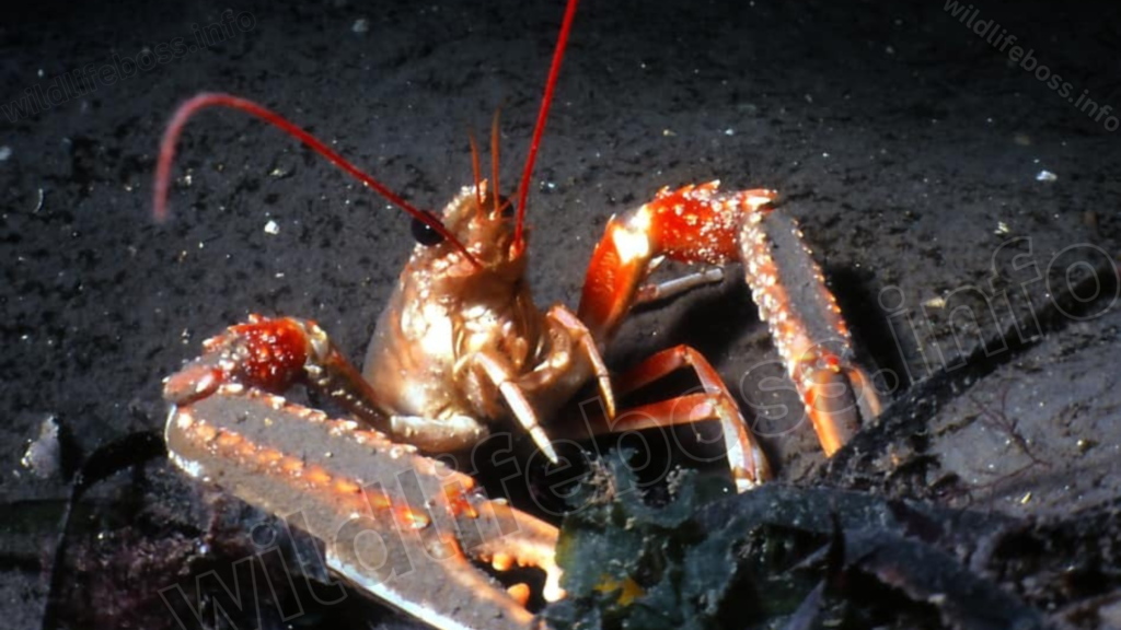 Norway Lobster