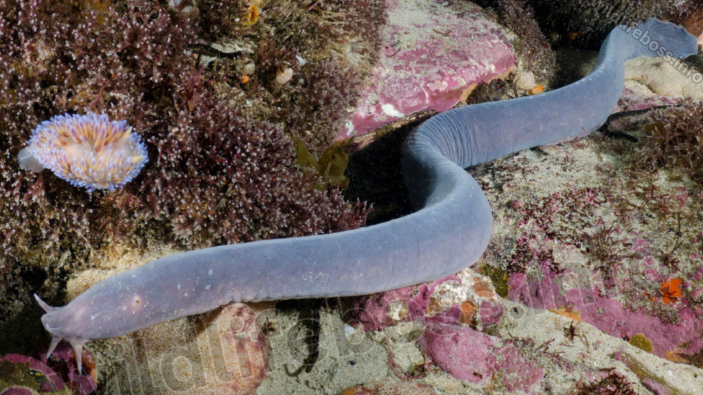 Hagfish