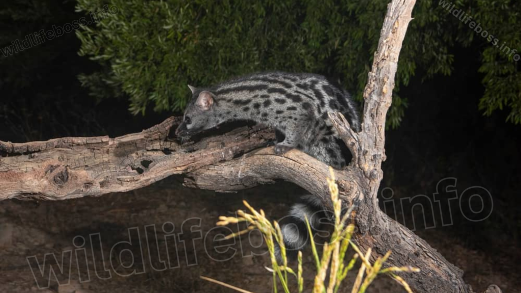 Genet 