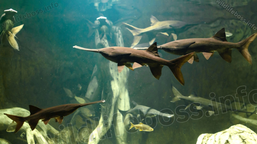 Paddlefish