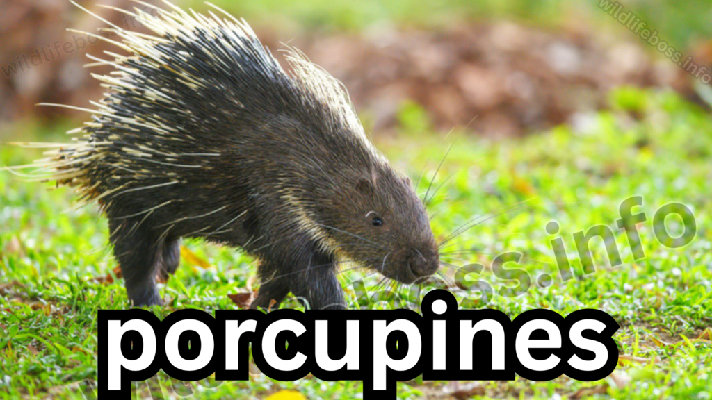 porcupines