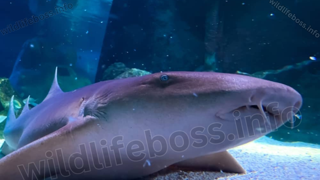 Nurse Shark