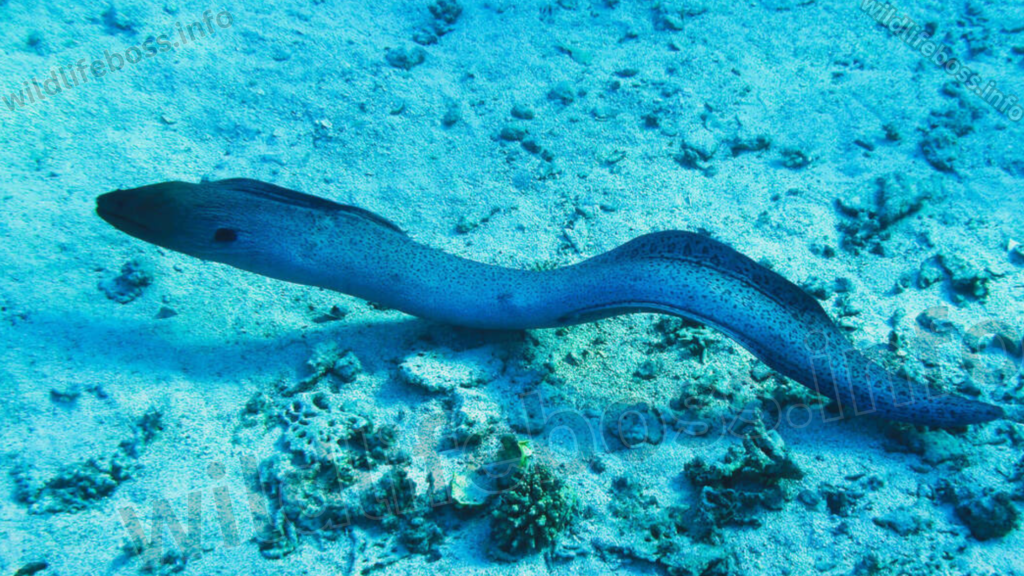 Eels