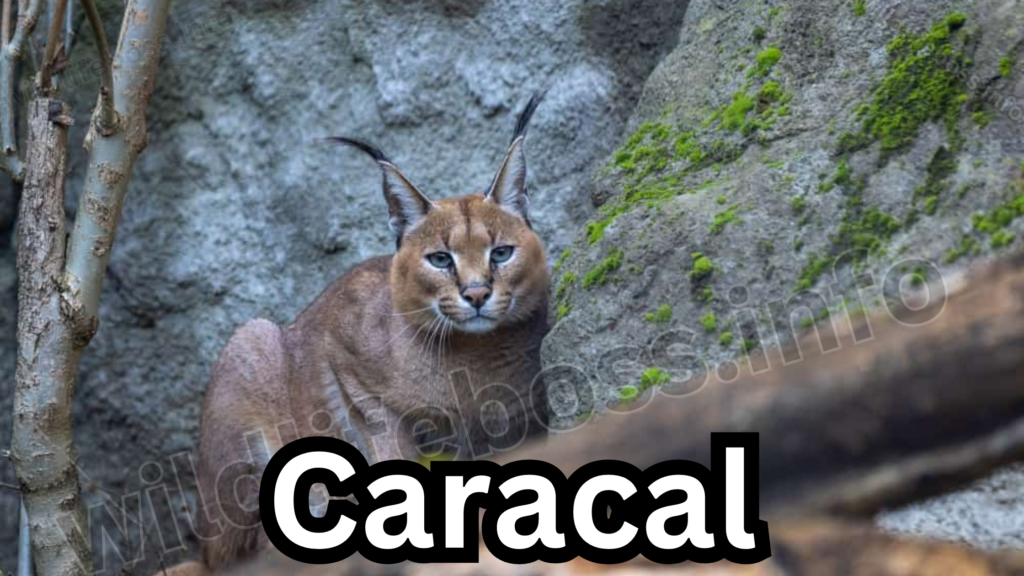 Caracal