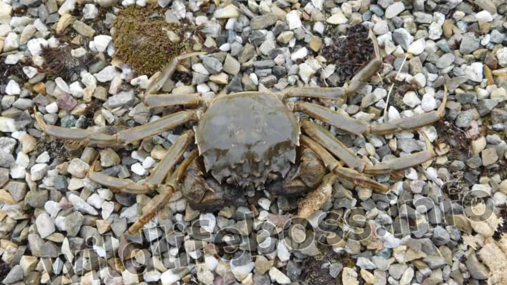 Chinese Mitten Crab