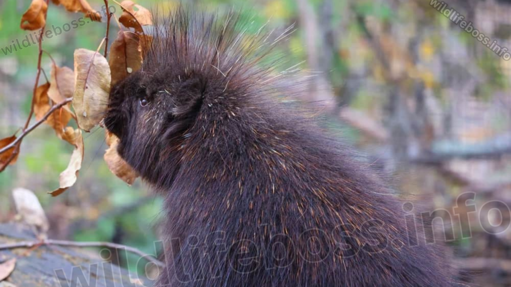 North American Porcupine