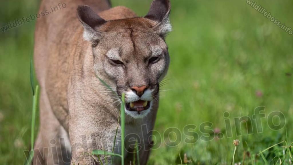 Mountain Lion population